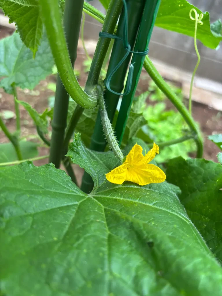 家庭菜園 きゅうり